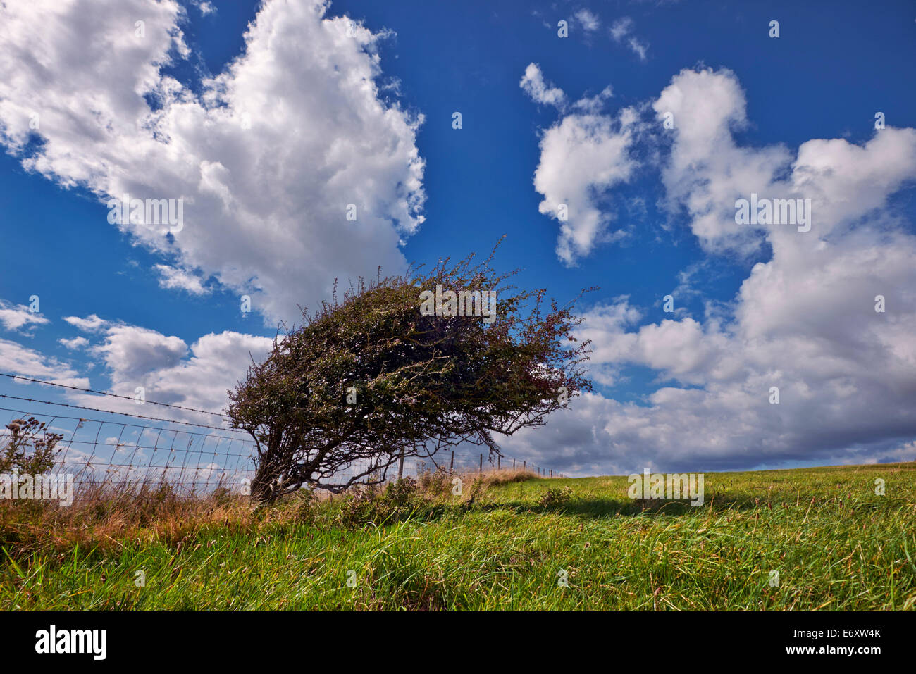 Struttura spazzate dal vento sulla South Downs Way al Bostal Hill. Alfriston, Sussex, Inghilterra. Foto Stock
