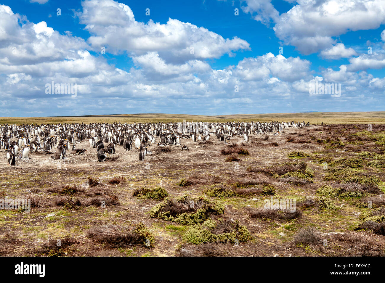 Il 25 dicembre 2011, allevamento di colonie di pinguini Gento nella costa nord di Oriente Isole Falkland. Foto Stock