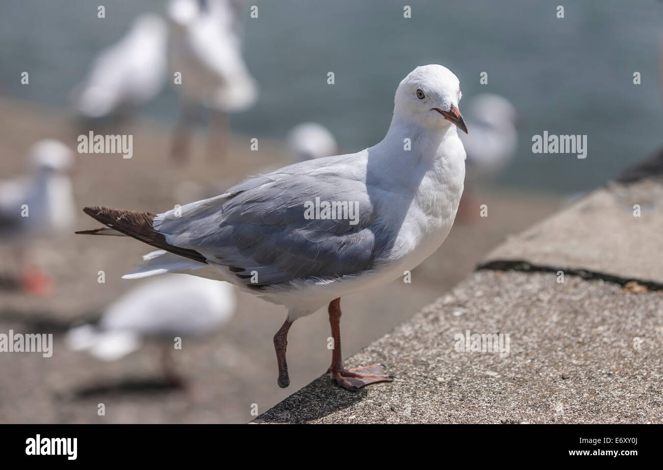 Seagull con un solo piede nel villaggio di Waitang. Gennaio 21 2014 Foto Stock