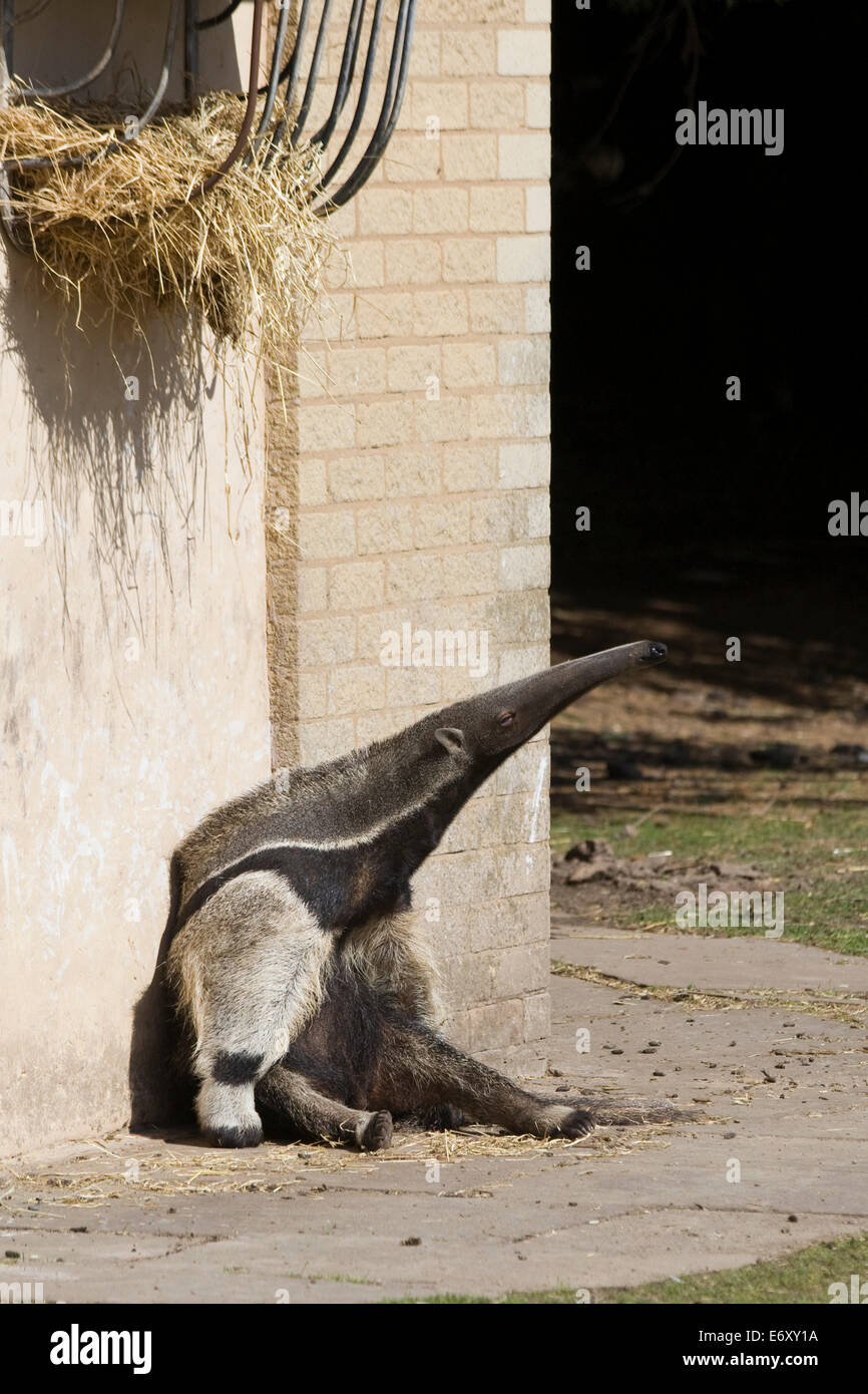 Anteater in cattività seduti al sole a mangiare il fieno Foto Stock