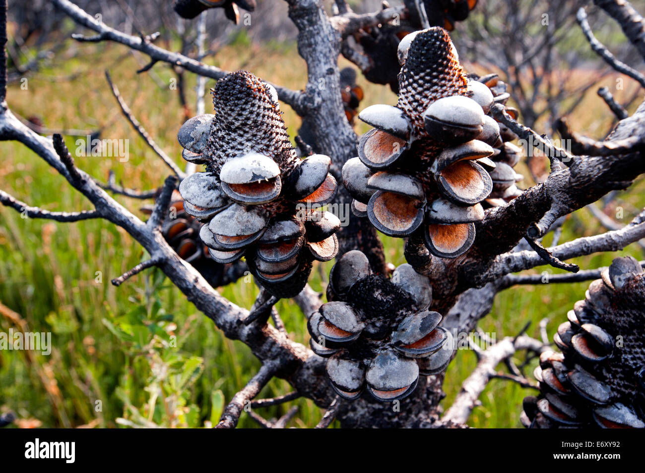 Banksi bush dopo una bussola fire, Croajingolong National Park, Victoria, Australia Foto Stock