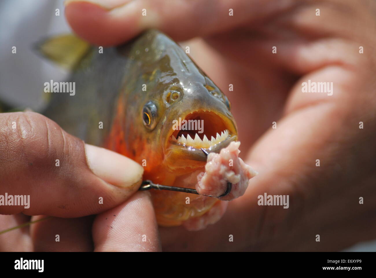 Rosso-panciuto pesca piranha nella pampa regione della Bolivia Foto Stock