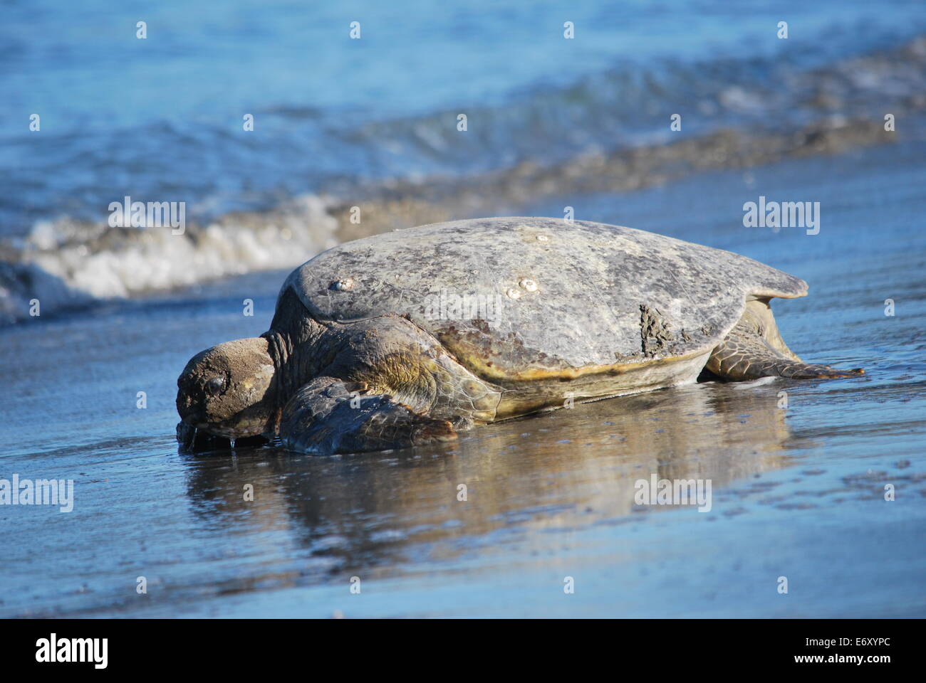 Oriente Pacifico tartaruga verde (nero Tartaruga) tornando al mare dopo il nesting a Playa Cabuyal, Costa Rica. Foto Stock