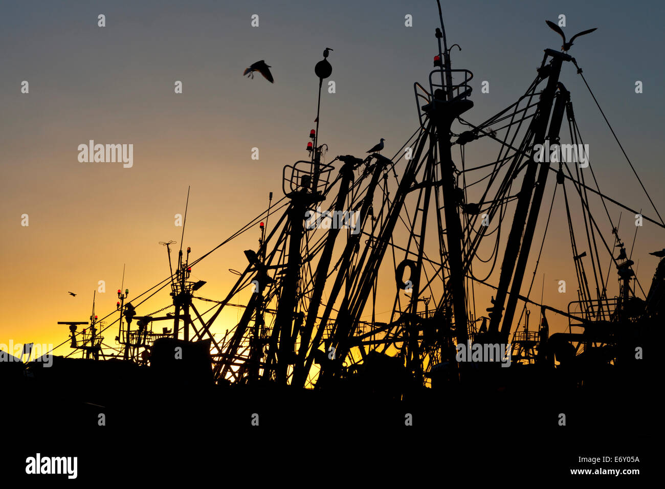 Tramonto nel porto di barche da pesca nella marina, Essaouira, Marocco Foto Stock