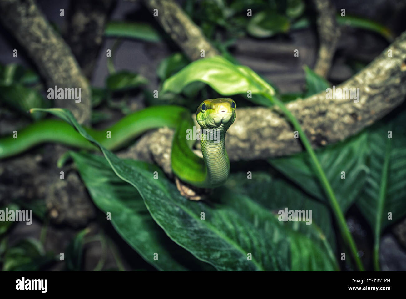 Serpente verde Foto Stock