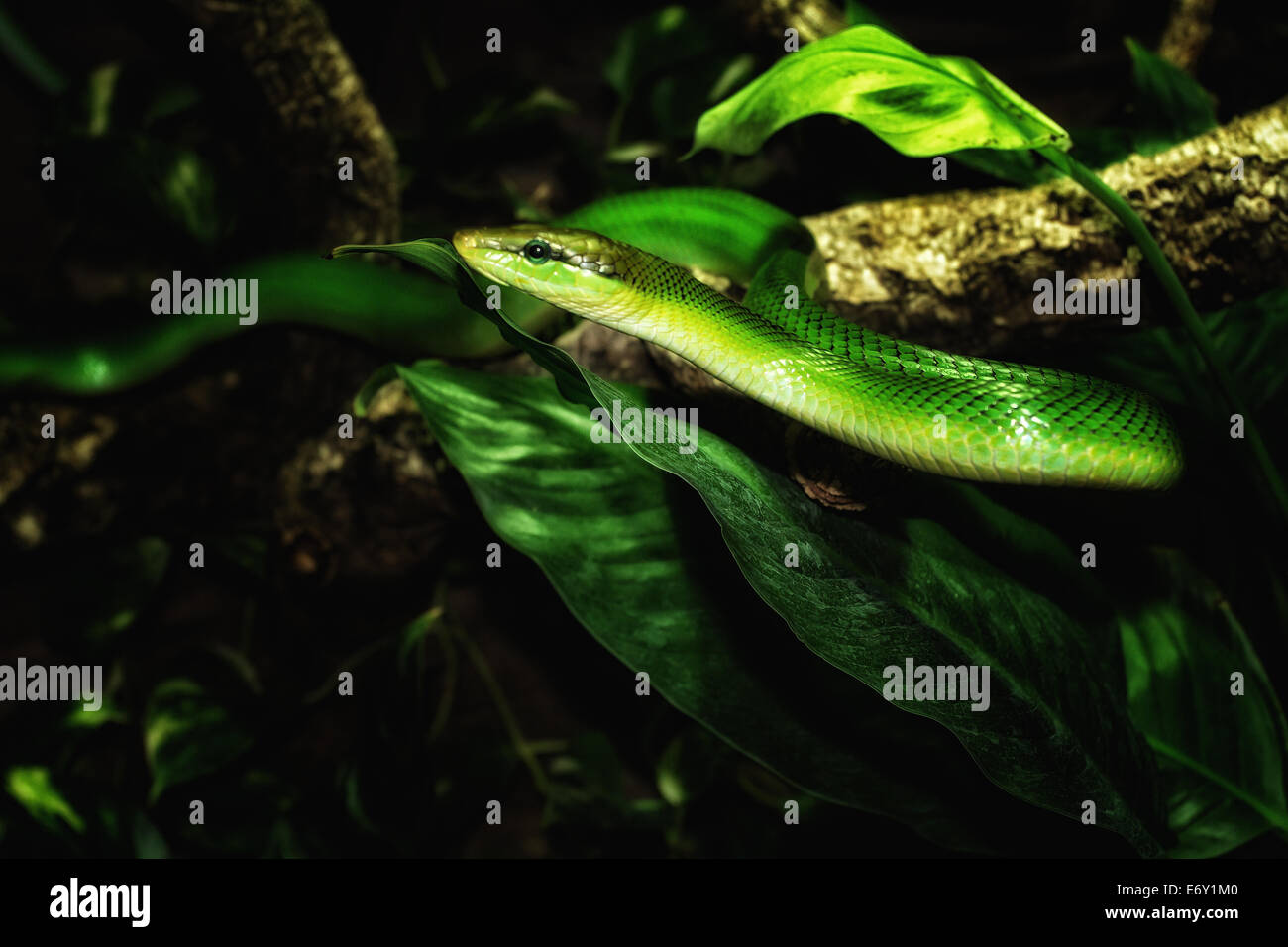 Serpente verde Foto Stock