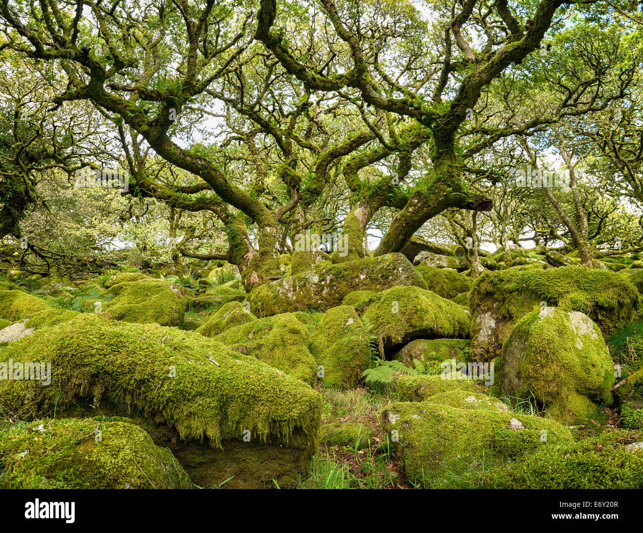 Antica nodose e recedono oak tronchi di alberi che crescono di massi di muschio nel famoso Wistman del legno in un remoto ad alta altitudine oa Foto Stock
