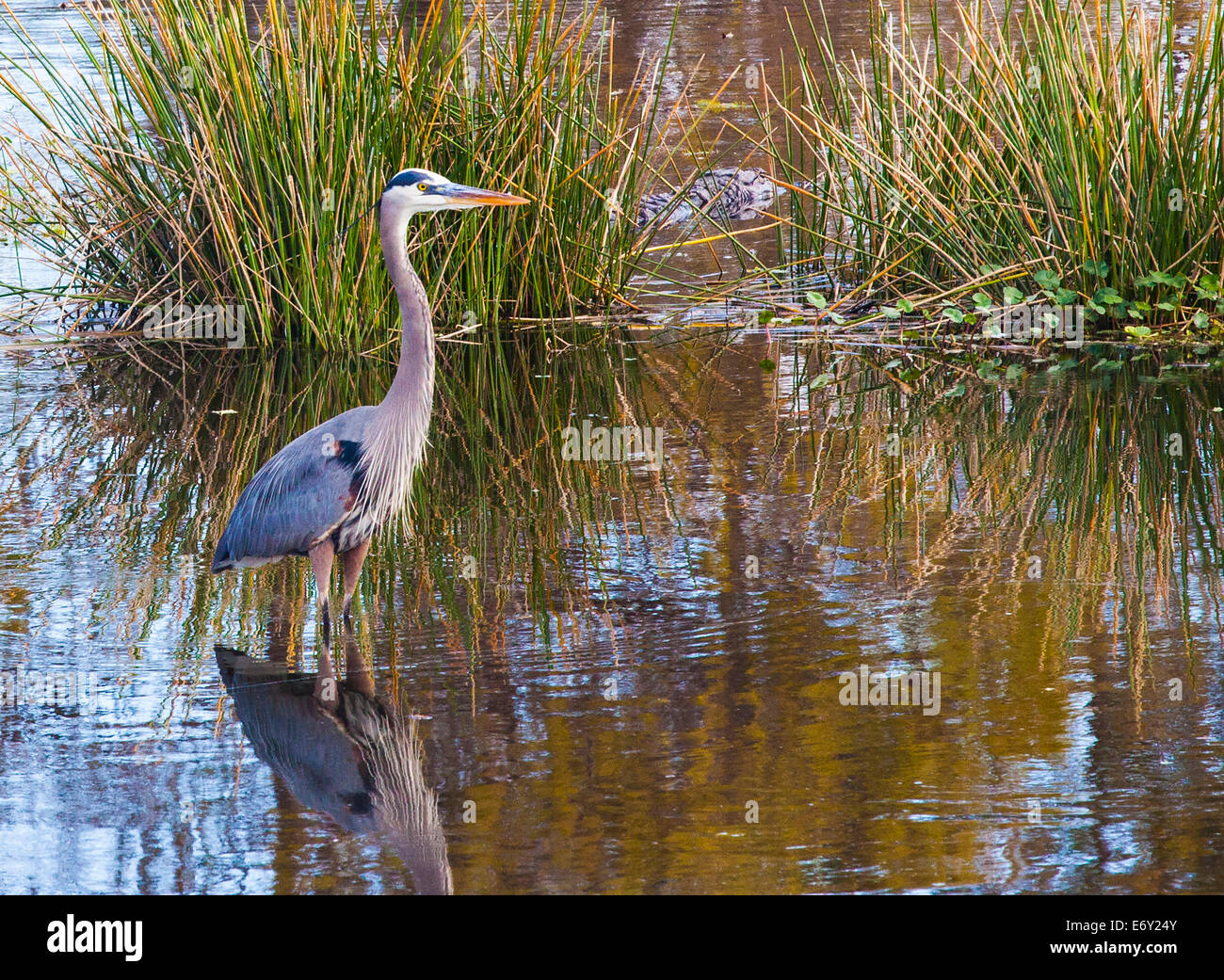 Immagine di un grande airone cenerino (Ardea Erodiade) con un alligatore galleggianti in background a Wakodahatchee zone umide, Florida USA Foto Stock