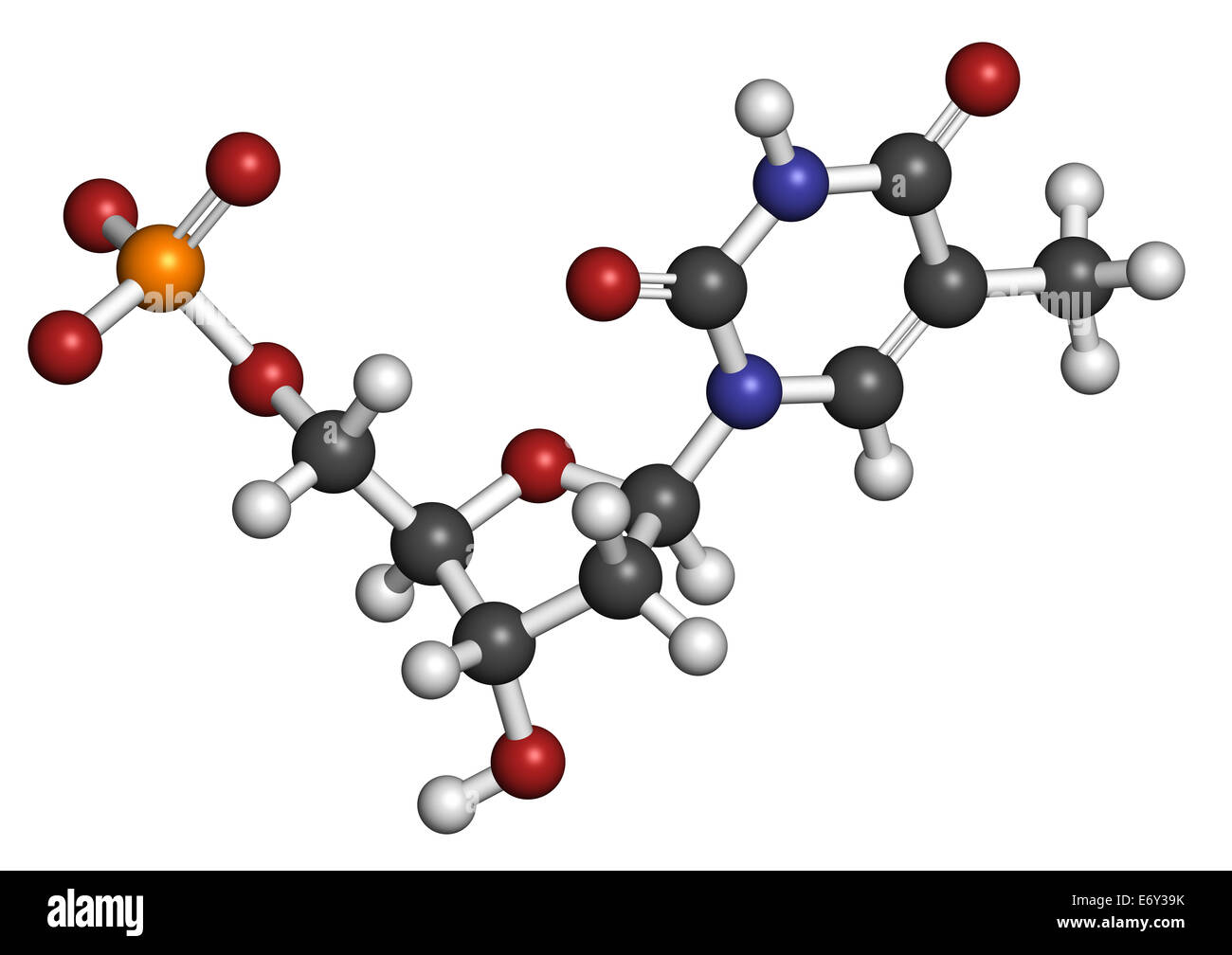 La timidina monofosfato (TMP, timidilato) Sequenza nucleotidica molecola. Edificio di DNA isolato. Gli atomi sono rappresentati come sfere con conven Foto Stock