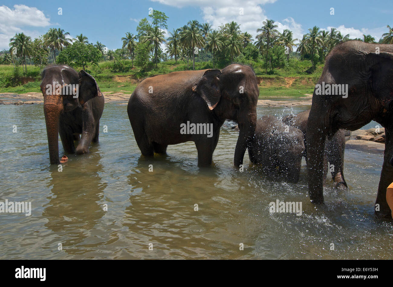 Gli elefanti facendo il bagno nel fiume a Pinawela Elephant Orfanotrofio, a ovest di Kandy, Sri Lanka Foto Stock