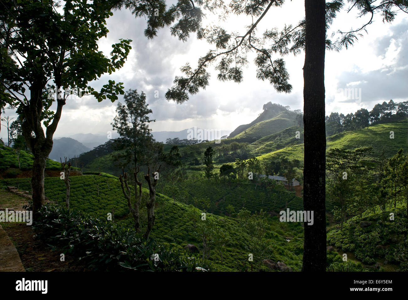 Verdi colline coperte con cespugli di tè, tea garden nel Knuckles Range presso Hunds cade a est di dandy, altopiani, Sri Lanka, Sout Foto Stock