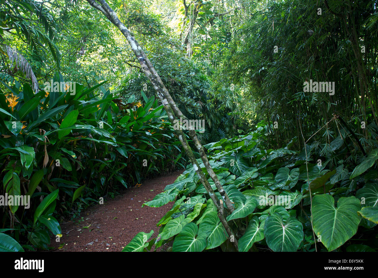 Percorso tra piante tropicali in Bevis Bawas breve giardino, vicino a Bentota, costa sudovest, Sri Lanka, Sud Asia Foto Stock