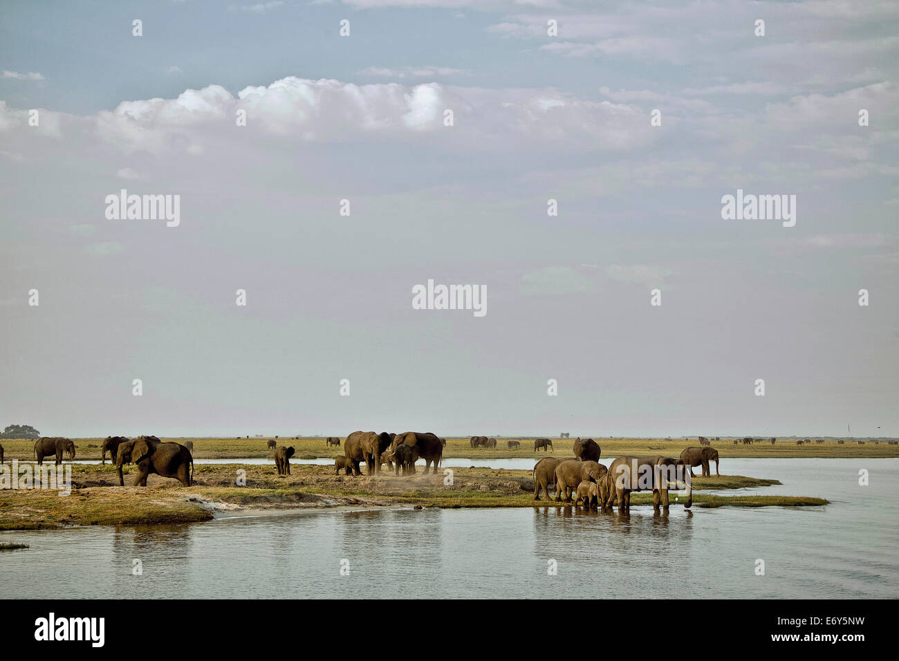 Gli elefanti sulle rive del fiume Chobe, Botswana, Africa Foto Stock