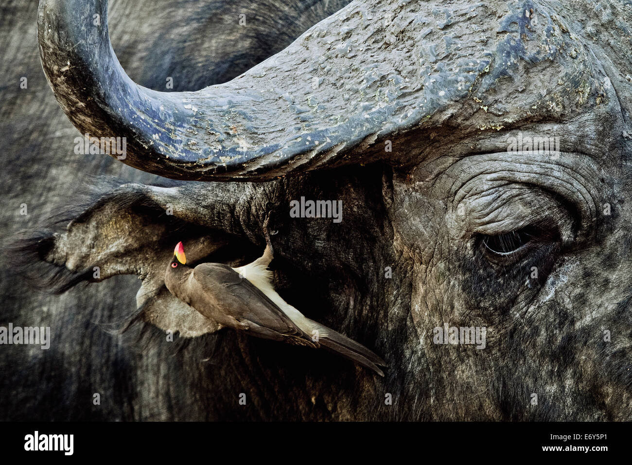 Oxpecker nell'orecchio di un bufalo, Okavango Delta, Botswana, Africa Foto Stock