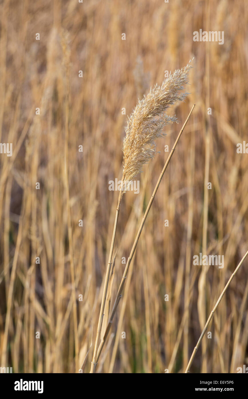 Frumento selvatico onde la sera presto luce sulla strada per il Parco Nazionale della Valle della Morte, California. Foto Stock