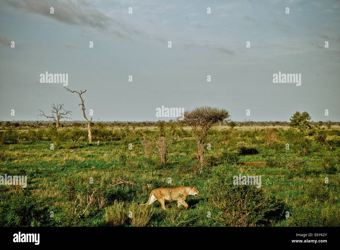 Leonessa compreso attraverso la savana, Kruger National Park, Sud Africa e Africa Foto Stock