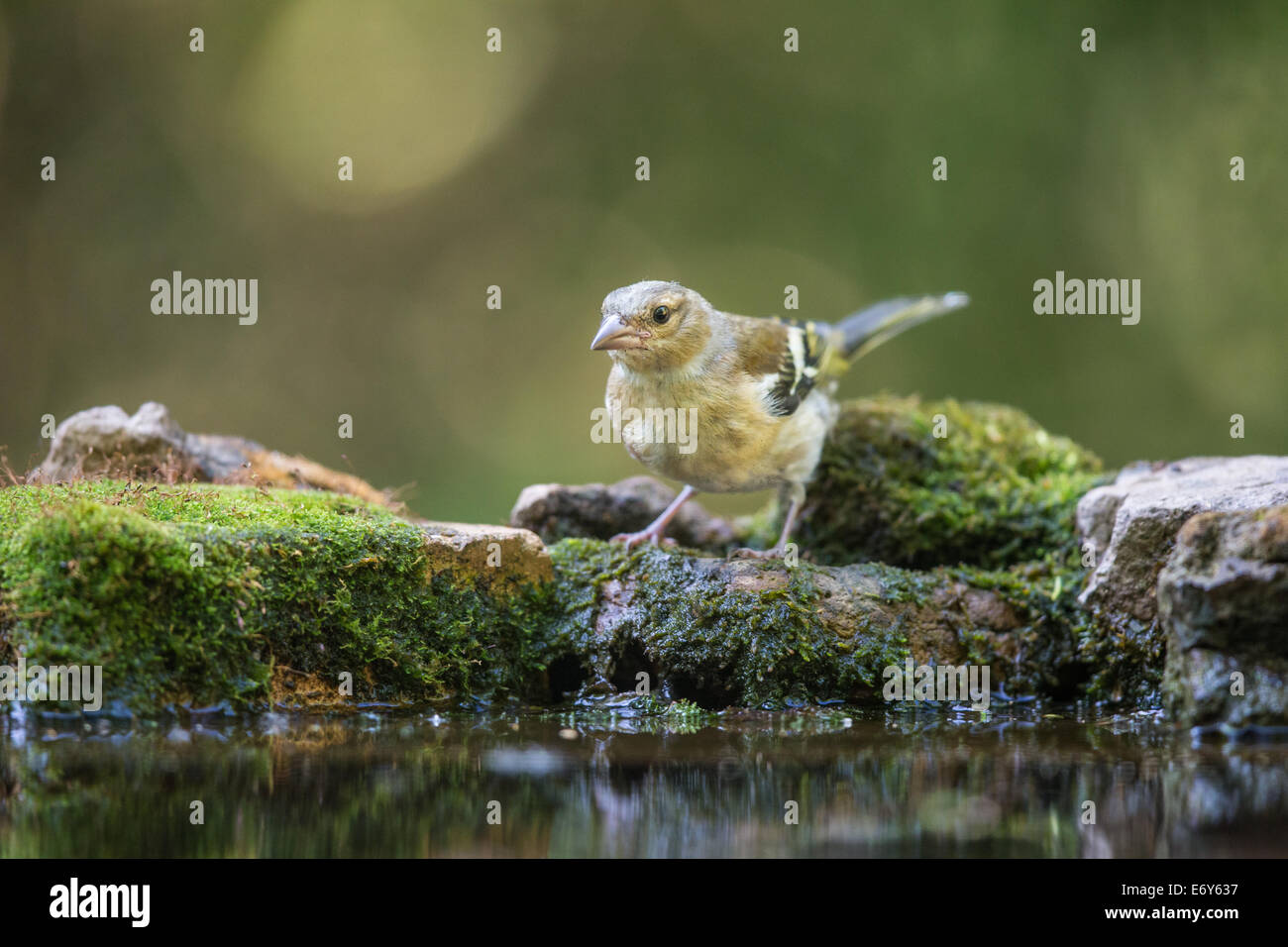 Adulti di sesso maschile (fringuello Fringilla coelebs) chiamando dauno pool di foresta Foto Stock