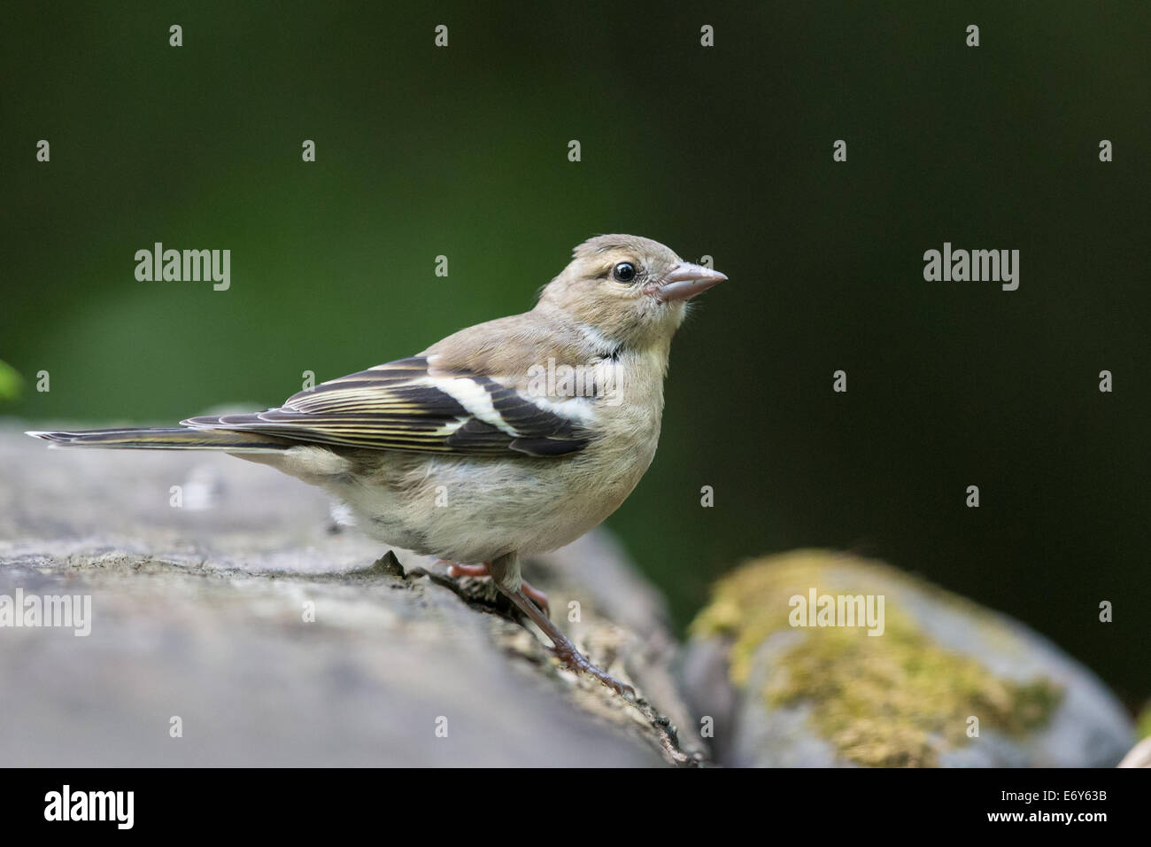 Femmina adulta (fringuello Fringilla coelebs) in piedi sulle rocce Foto Stock