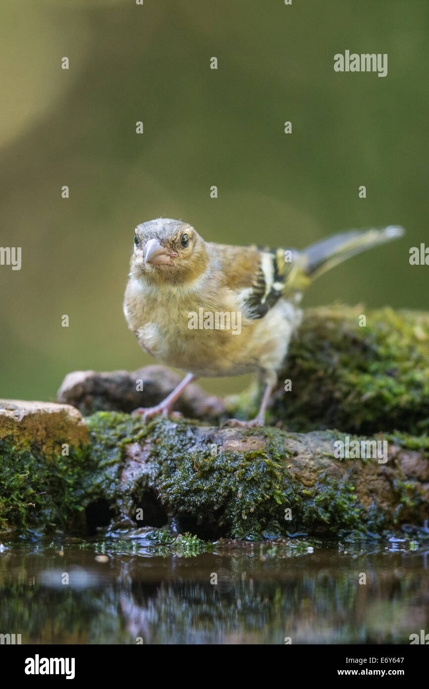 Femmina adulta (fringuello Fringilla coelebs) Foto Stock