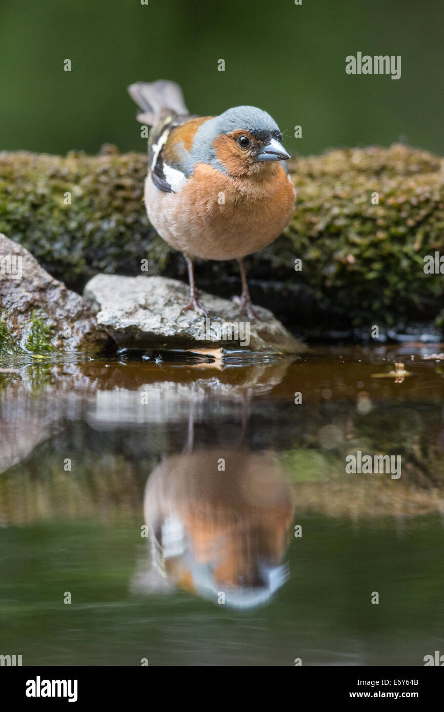 Adulti di sesso maschile (fringuello Fringilla coelebs) in corrispondenza del bordo di una piscina Foto Stock