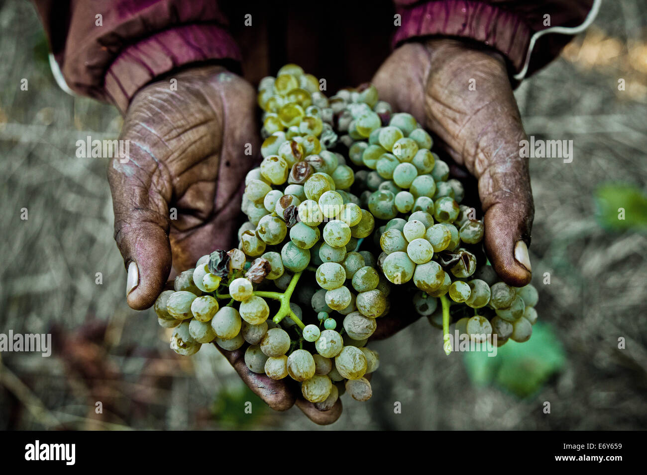 Le mani di un uomo nero che trasportano le uve, regione vinicola vicino a Stellenbosch, Western Cape, Sud Africa e Africa Foto Stock