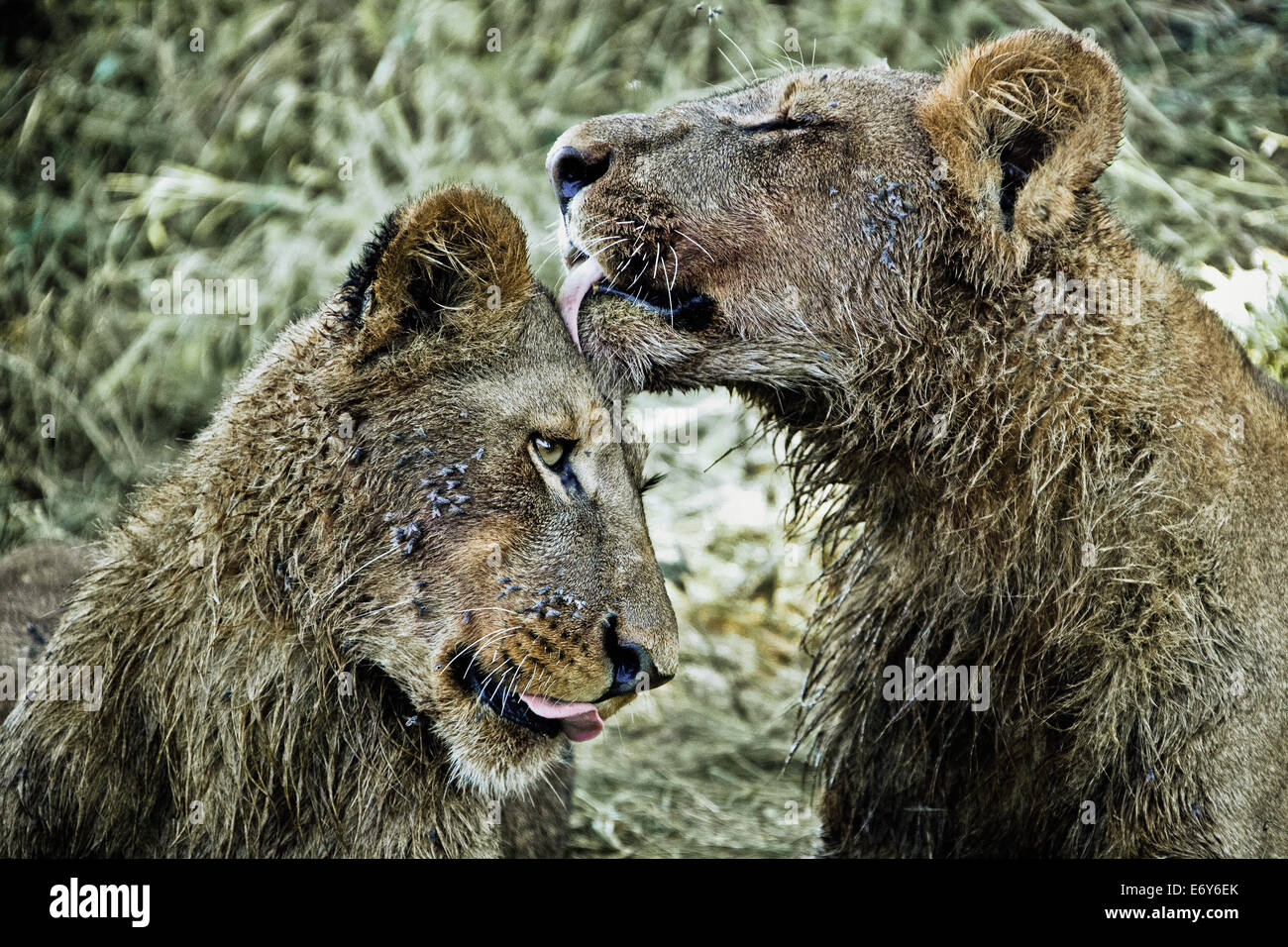 Due giovani leoni leccare e pulirsi reciprocamente su Duba Isola, Okavango Delta, Botswana, Africa Foto Stock