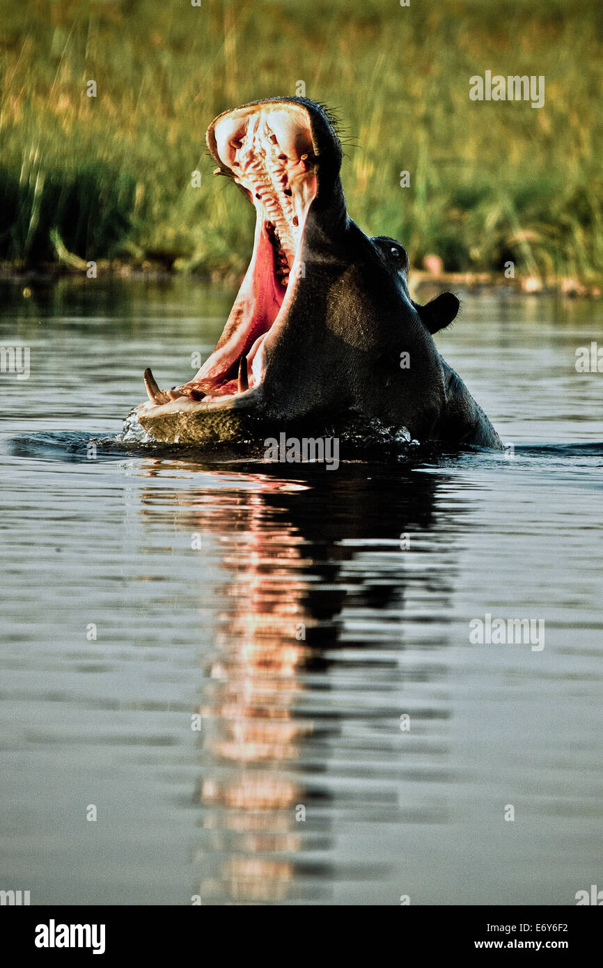 Hippo con bocca aperta, Okavango Delta, Botswana, Africa Foto Stock