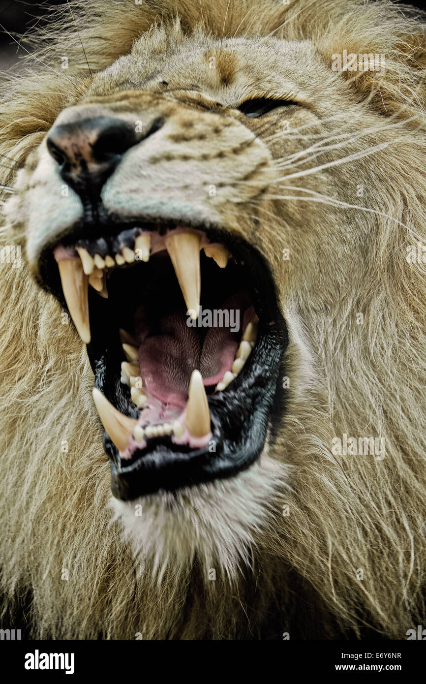 Sbadigliare lion, Sabi Sands Game Reserve, Sud Africa e Africa Foto Stock