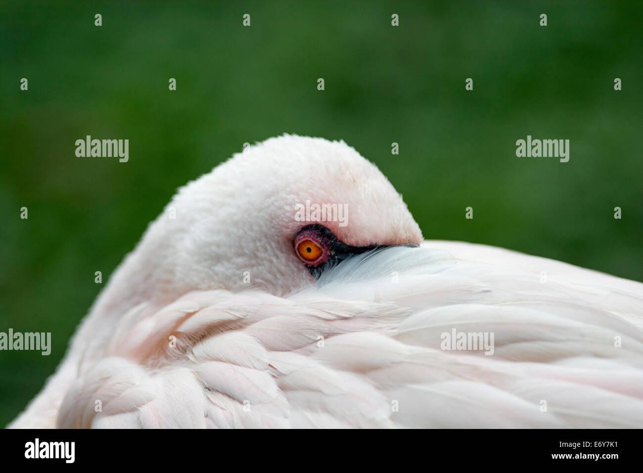 Flamingo mantenendo un occhio diffidente sul suo ambiente circostante. Foto Stock