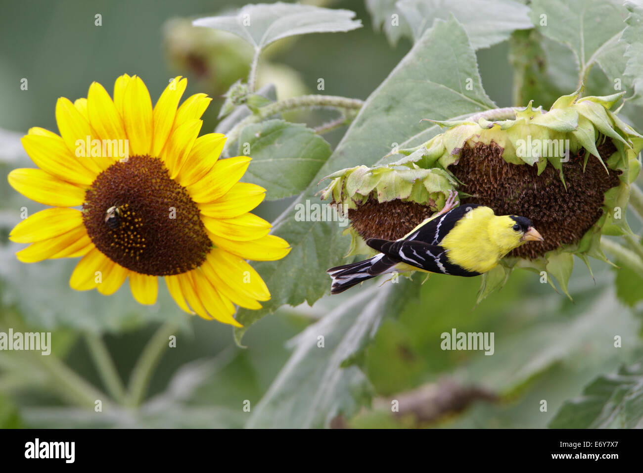 American Goldfinch goldfinches mangiare semi di girasole uccello appollaiato uccelli songbird songbirds Ornithology Science Nature Wildlife Environment Foto Stock