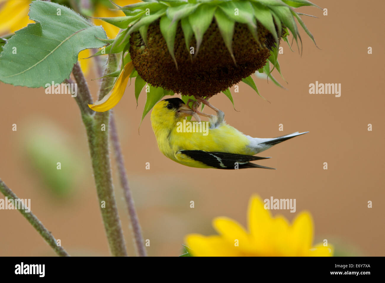 American Goldfinch oro in Girasoli uccello appollaiato uccelli songbird songbirds Ornithology Science Nature Wildlife Environment Foto Stock