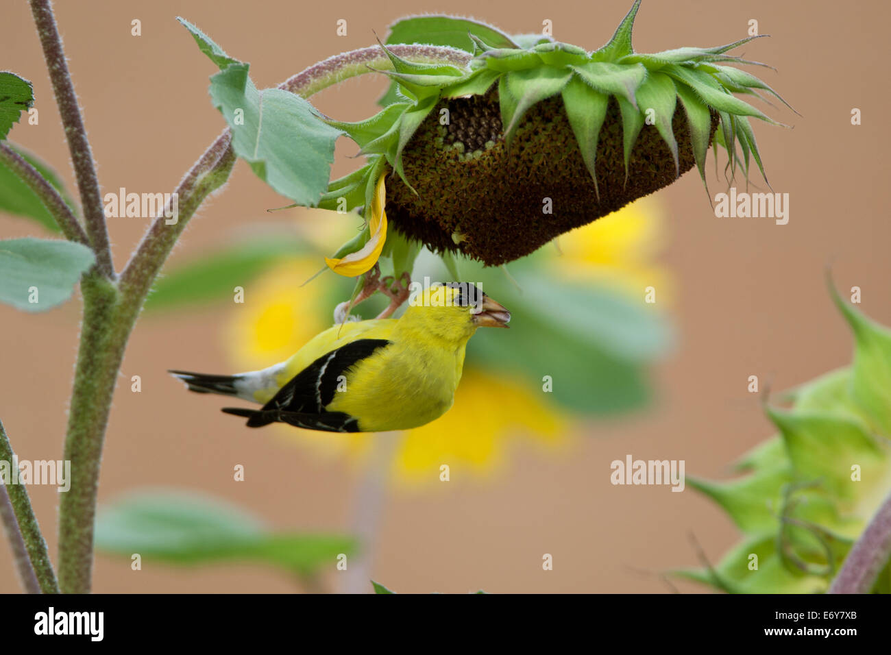 American Goldfinch goldfinches mangiare semi di girasole uccello appollaiato uccelli songbird songbirds Ornithology Science Nature Wildlife Environment Foto Stock