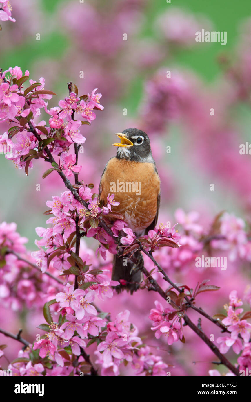 Robin americano in fiori canto perching uccello songbird Ornitologia Scienza natura natura ambiente verticale Foto Stock
