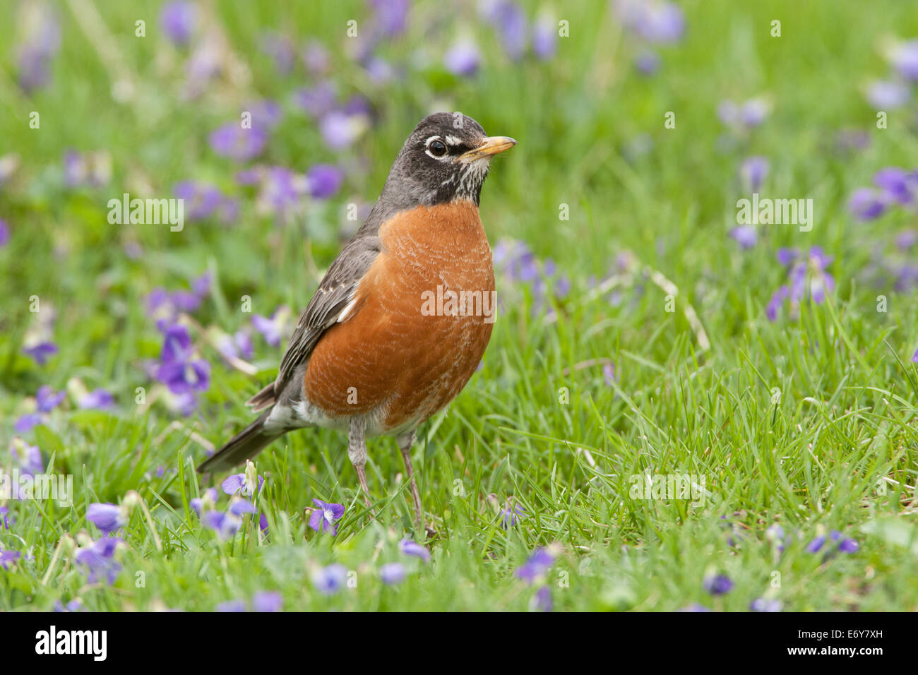 Robin americano in fiori sul terreno perching uccello songbird Ornitologia Scienza natura natura ambiente naturale Foto Stock