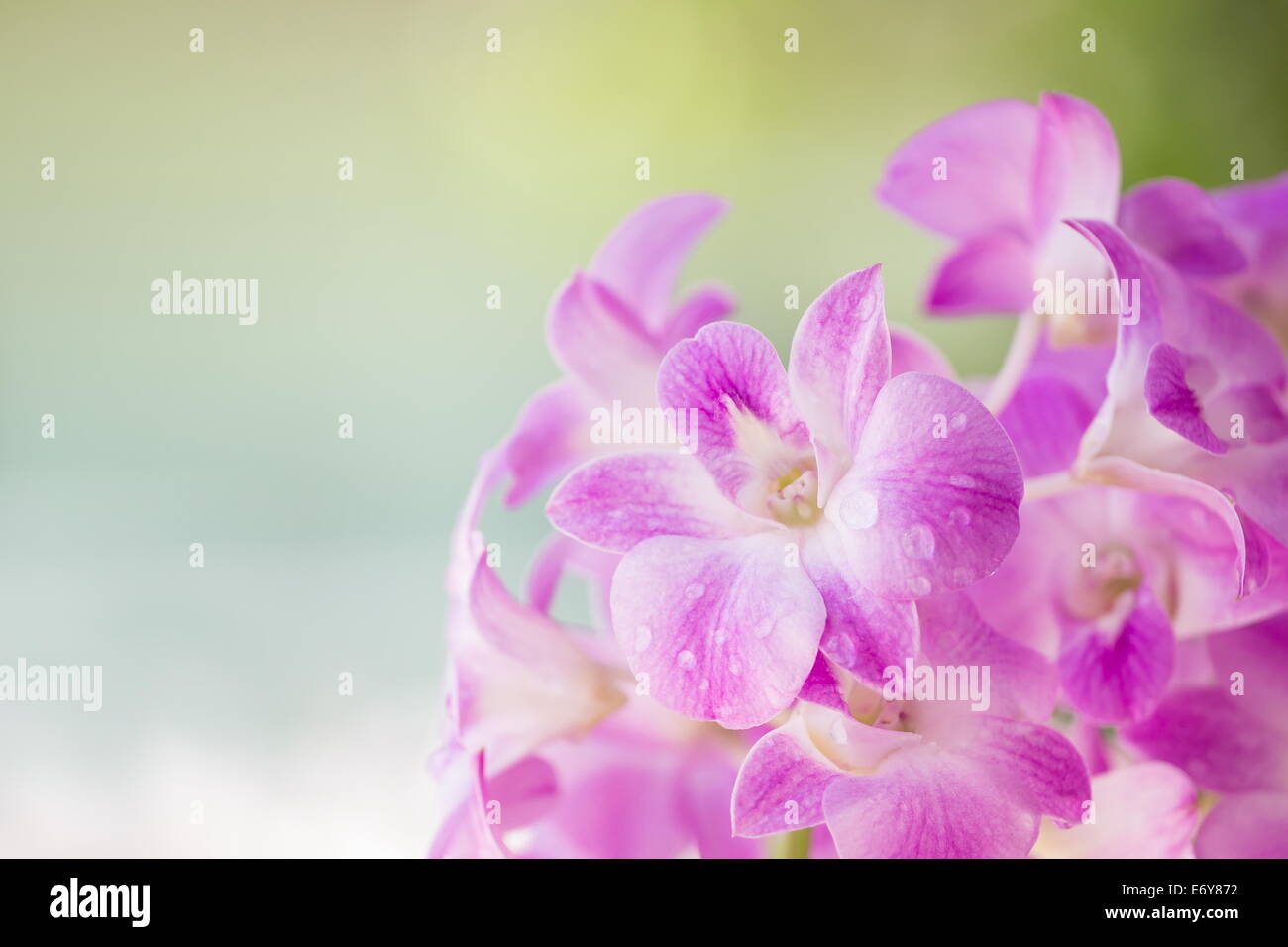 Splendide orchidee fioritura Foto Stock