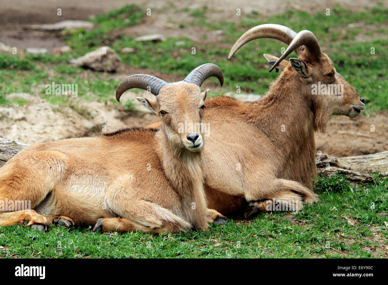 Due Mufloni rilassante in Zoo di Adelaide in Australia Foto Stock