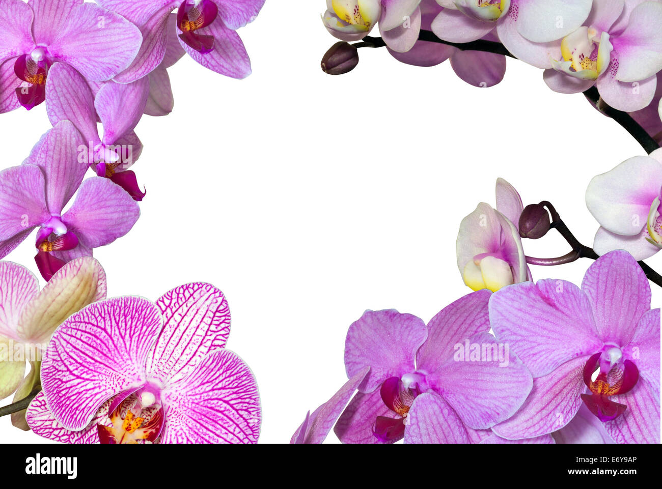 Spazio copia delineato da una varietà di rosa phalaenopsis orchidee Foto Stock