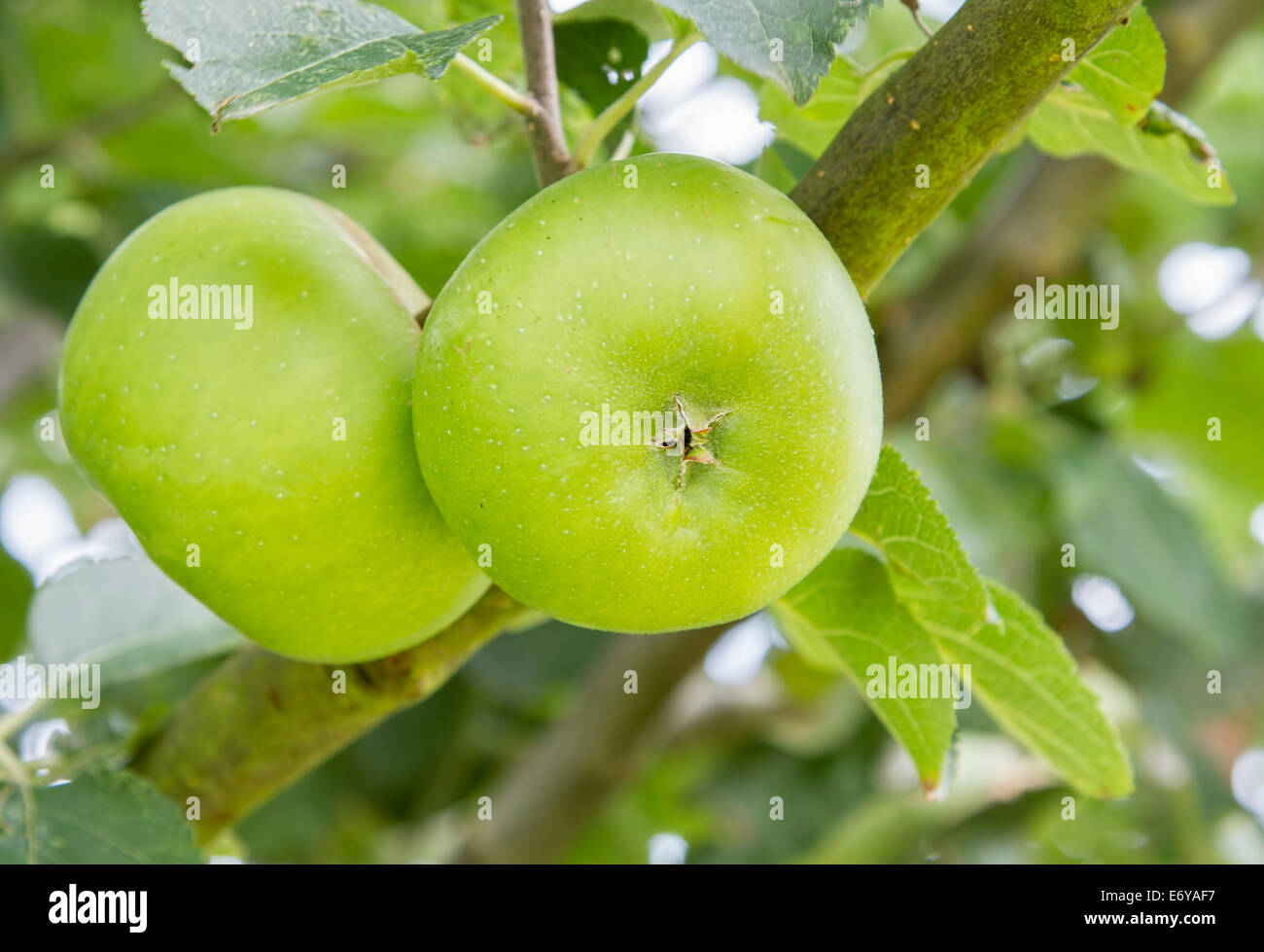 Mele Verdi su un albero Foto Stock