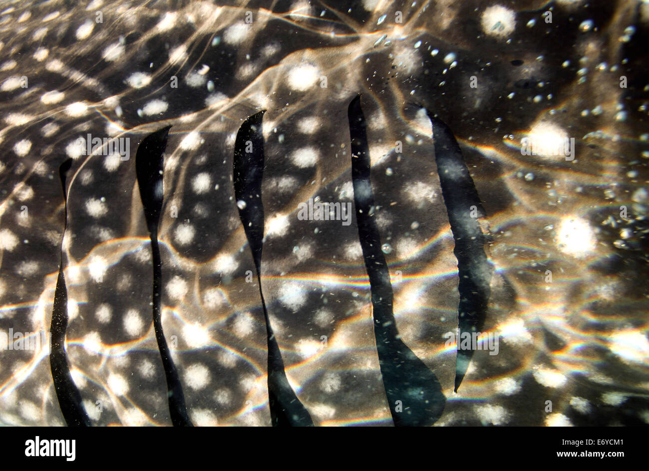 Primo piano particolare di squalo balena macchiato la pelle e le branchie Foto Stock