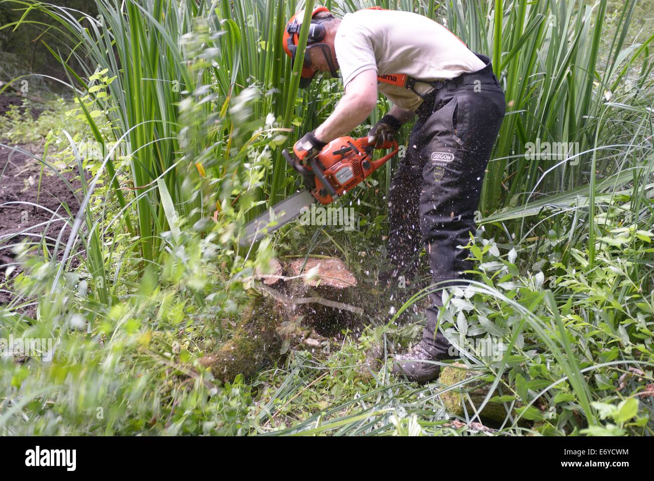 Gloucester Wildlife Trust cancellazione di sottobosco sul Fiume Windrush Foto Stock