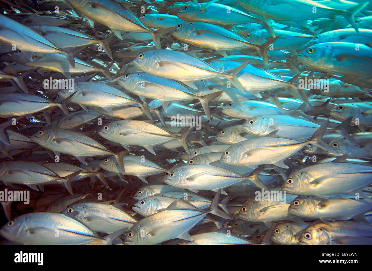 Scuola di big eye subacquea carangidi a Balicasag Isola di Bohol, Filippine Foto Stock