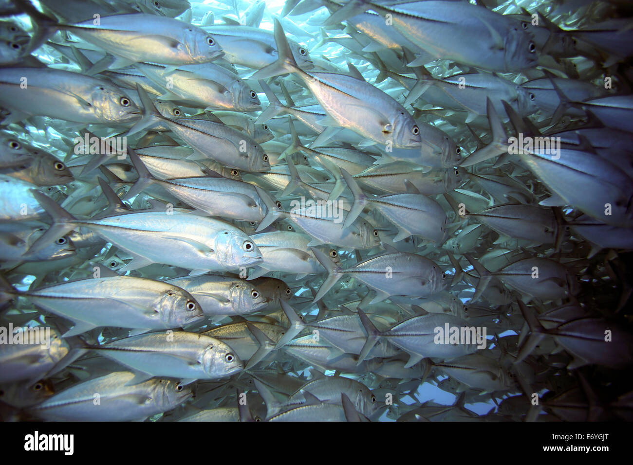 Scuola di big eye subacquea carangidi a Balicasag Isola di Bohol, Filippine Foto Stock