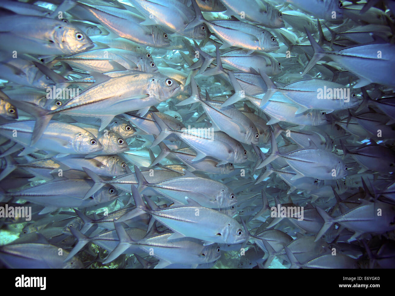 Scuola di big eye subacquea carangidi a Balicasag Isola di Bohol, Filippine Foto Stock