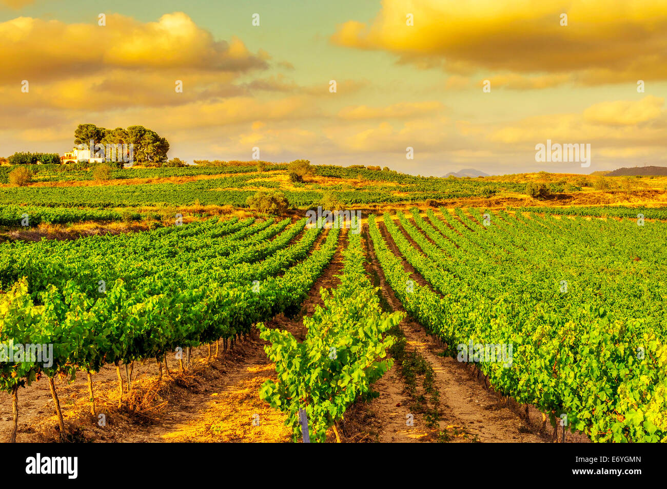 Vista di un vigneto con uve mature in un paese mediterraneo al tramonto Foto Stock
