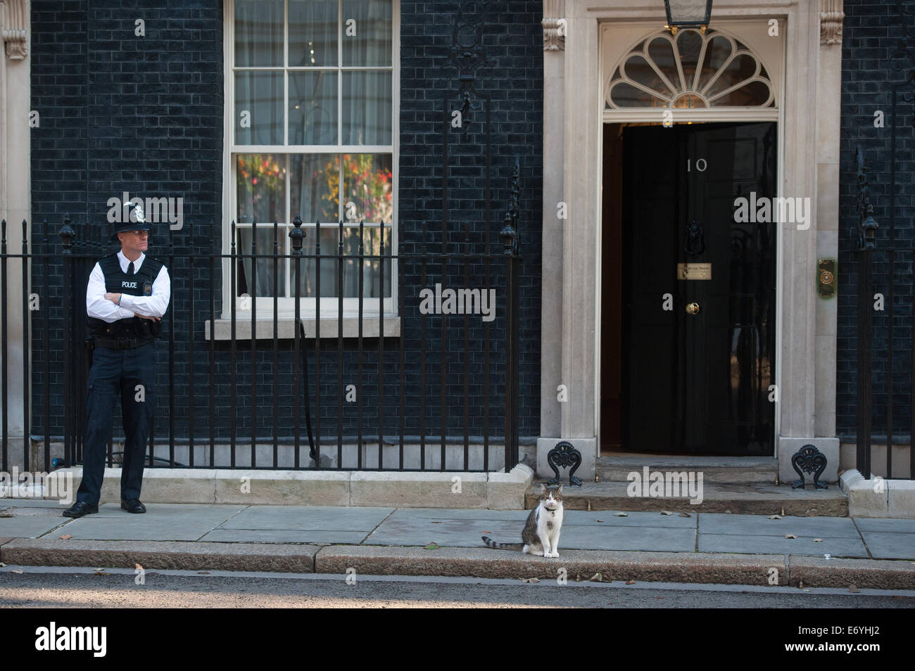 Londra, Regno Unito. 2° settembre 2014. Il cancelliere George Osborne's cat Freya fuori e circa a Downing Street, martedì 2 settembre 2014. Credito: Heloise/Alamy Live News Foto Stock