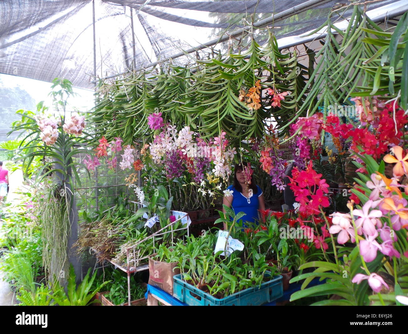 Quezon City, Filippine. Il 2 settembre, 2014. Diverse orchidee endemiche visto nelle Filippine e piante ornamentali sono stati esposti durante la Mostra delle orchidee 2014 tenutosi nella città di Quezon Circle . Credito: Sherbien Dacalanio / Alamy Live News Foto Stock