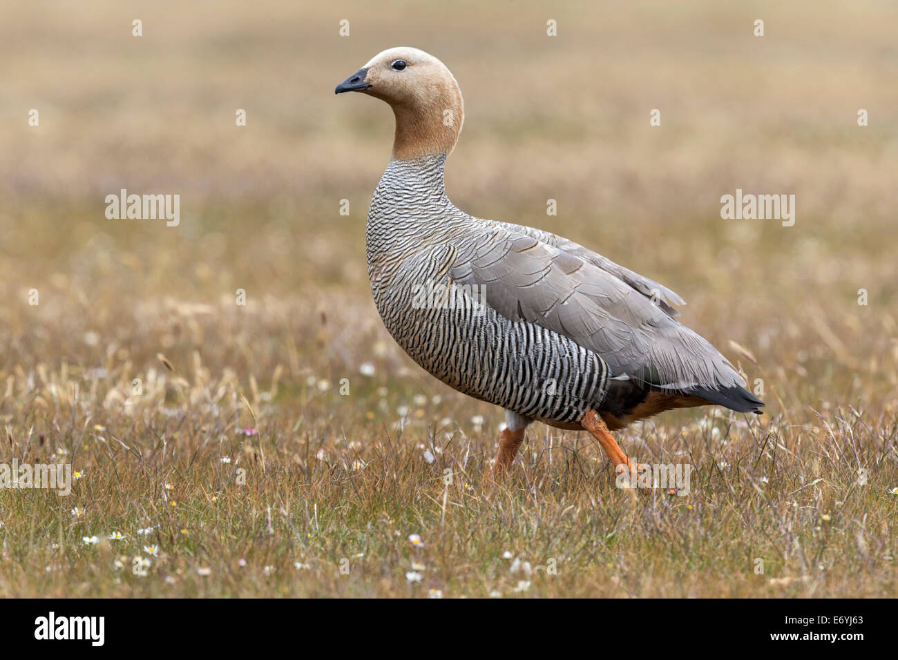 Ruddy intitolata Goose, Chloephaga rubidiceps Foto Stock