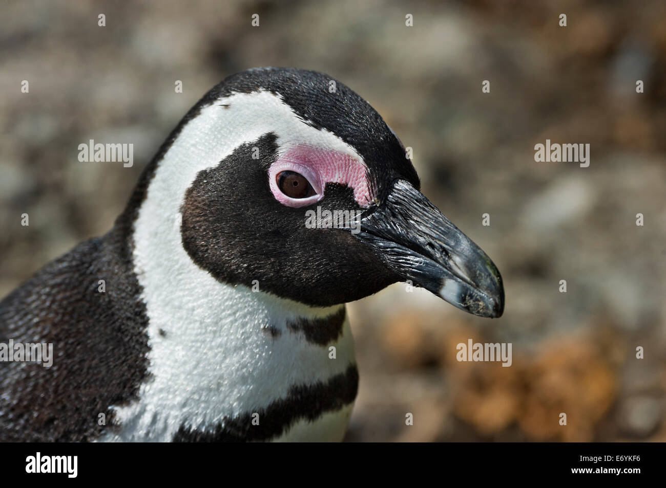 Sud Africa, Tabella Mountains NP, massi, Jackass Penguin, Spheniscus denersus Foto Stock