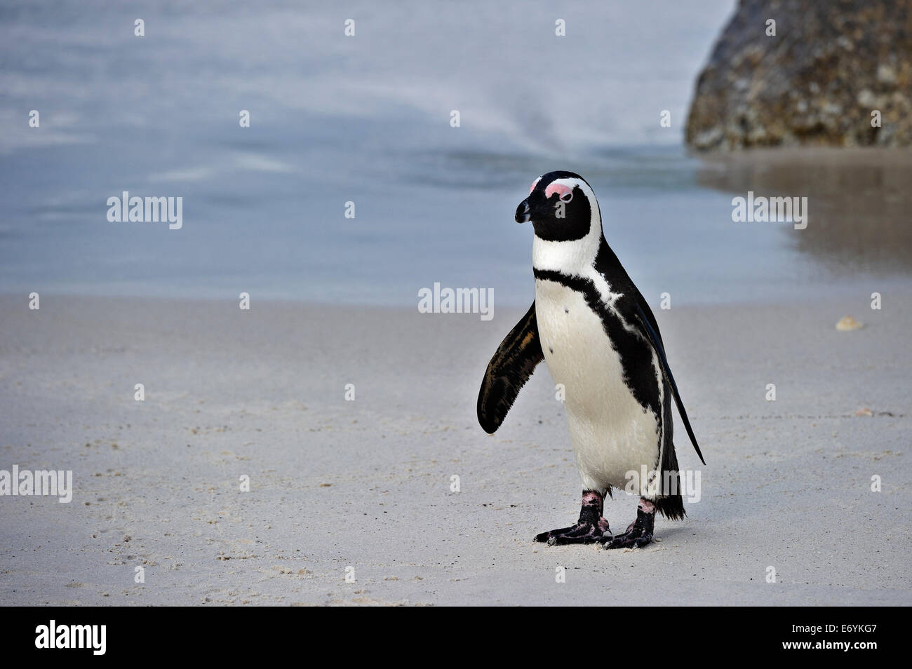Sud Africa, Table Mountain NP, massi, Jackass Penguin, Spheniscus denersus Foto Stock