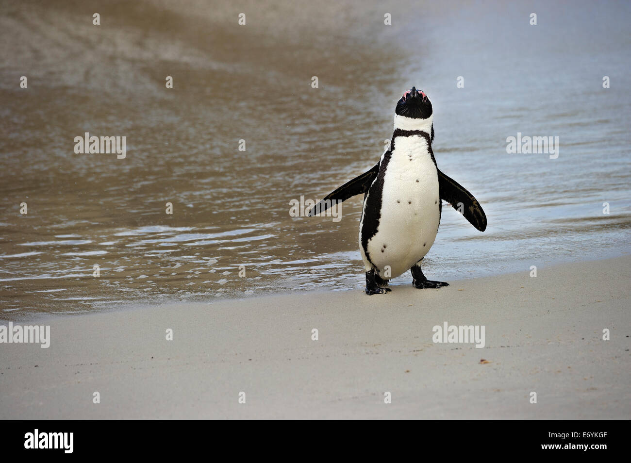 Sud Africa, Table Mountain NP, massi, Jackass Penguin, Spheniscus denersus Foto Stock